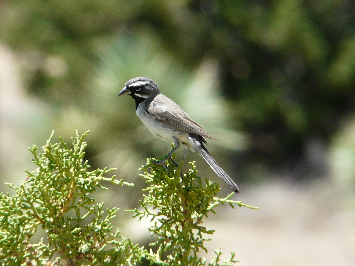 Black-throated Sparrow - ML638463366