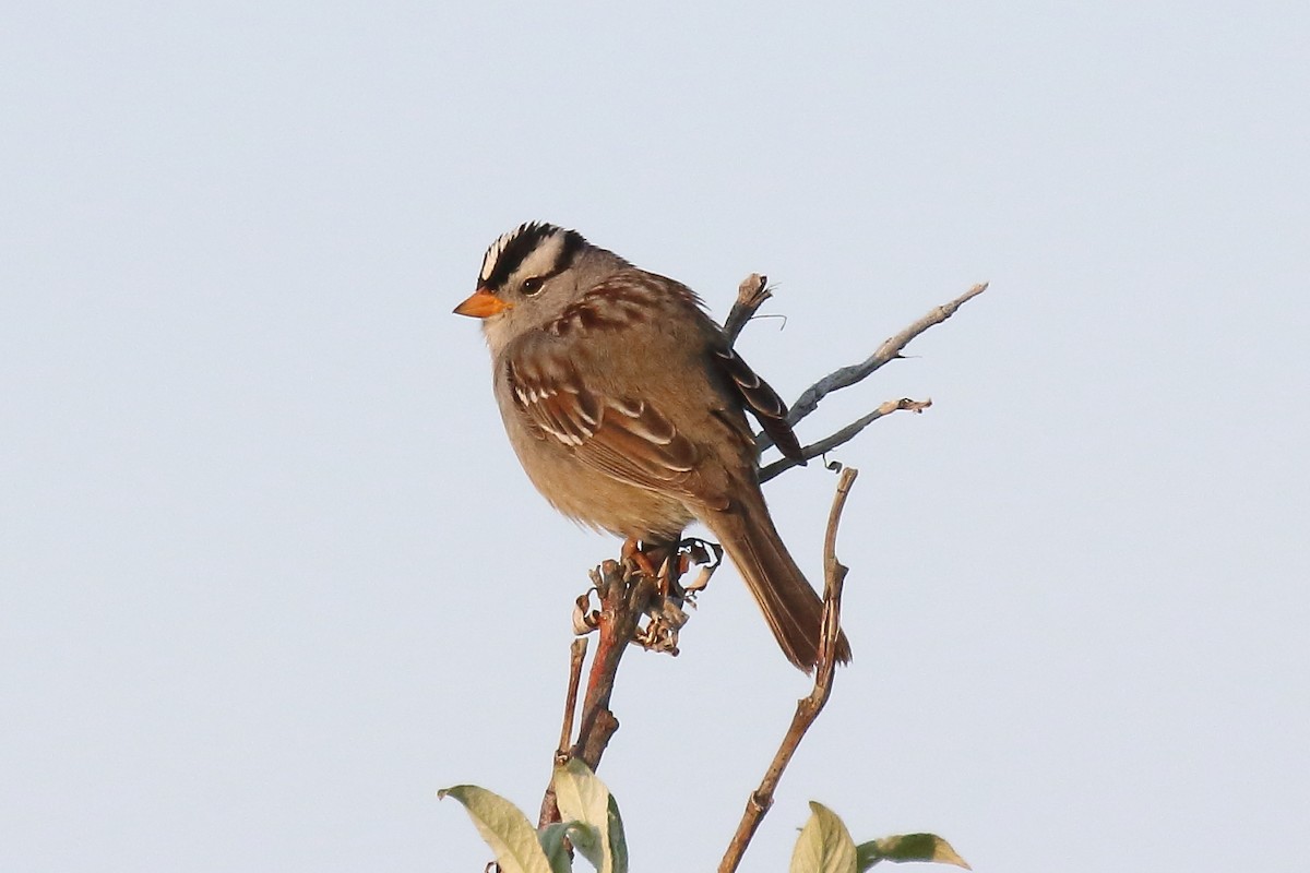 White-crowned Sparrow - ML638463369