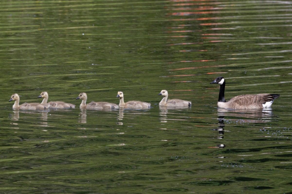 kanadagås - ML638463387