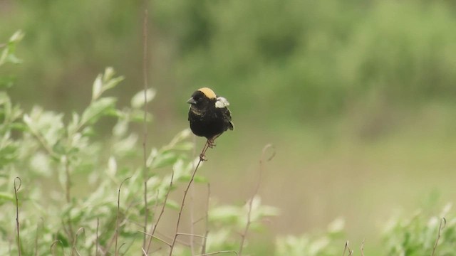 Bobolink - ML638463396
