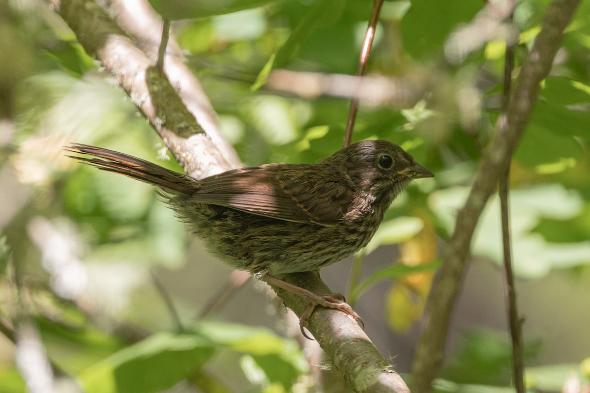 sangspurv - ML638463397