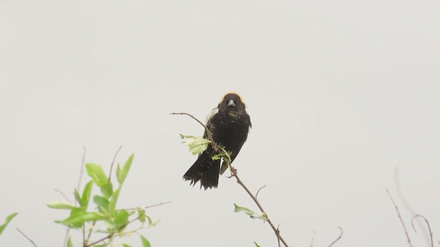 Bobolink - ML638463398