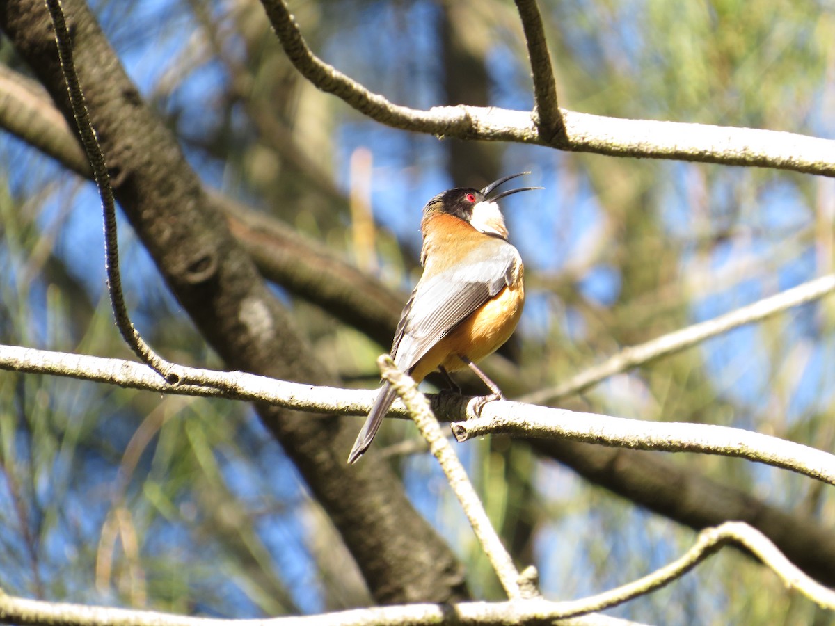 Eastern Spinebill - ML638463407