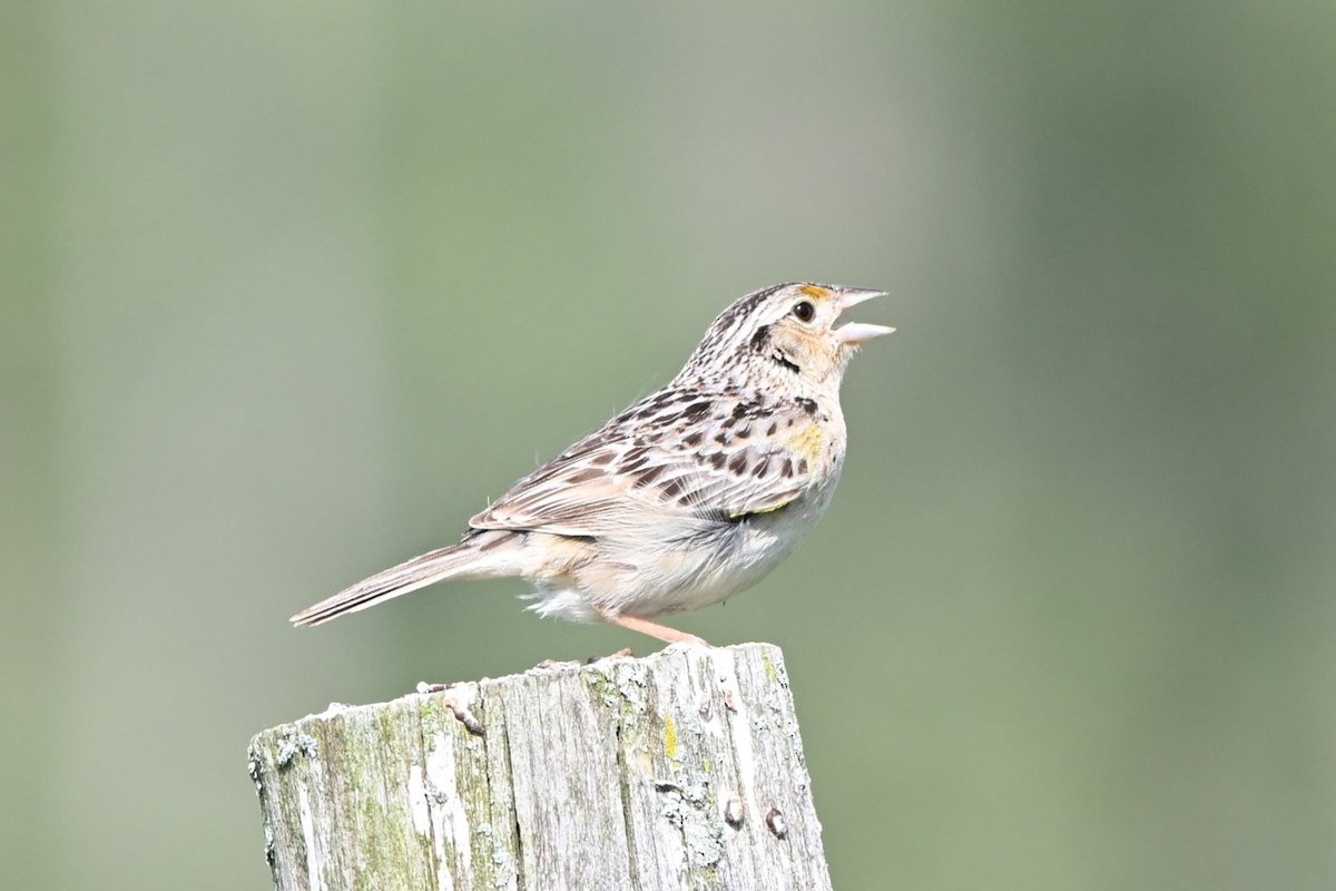 Grasshopper Sparrow - ML638463413