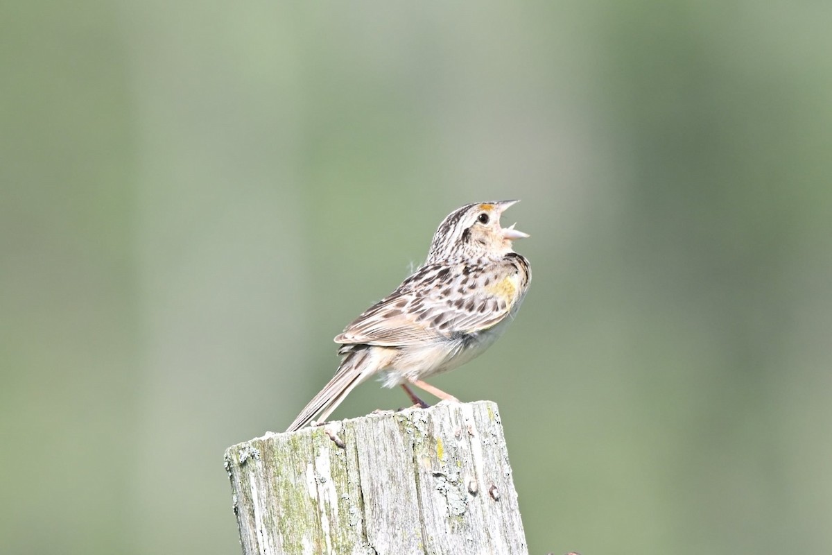 Grasshopper Sparrow - ML638463414