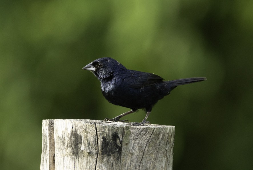 Blue-black Grassquit - ML638463426