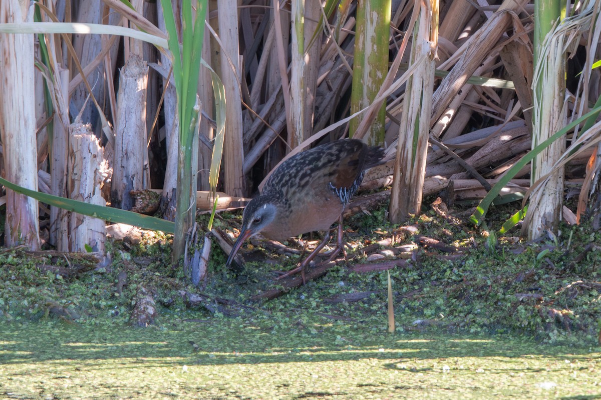 Virginia Rail - ML638463459