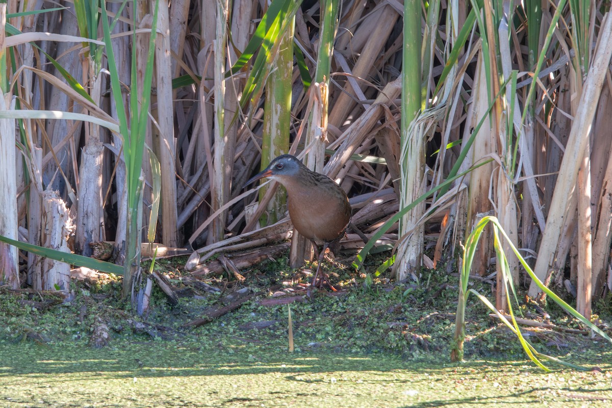 Virginia Rail - ML638463462