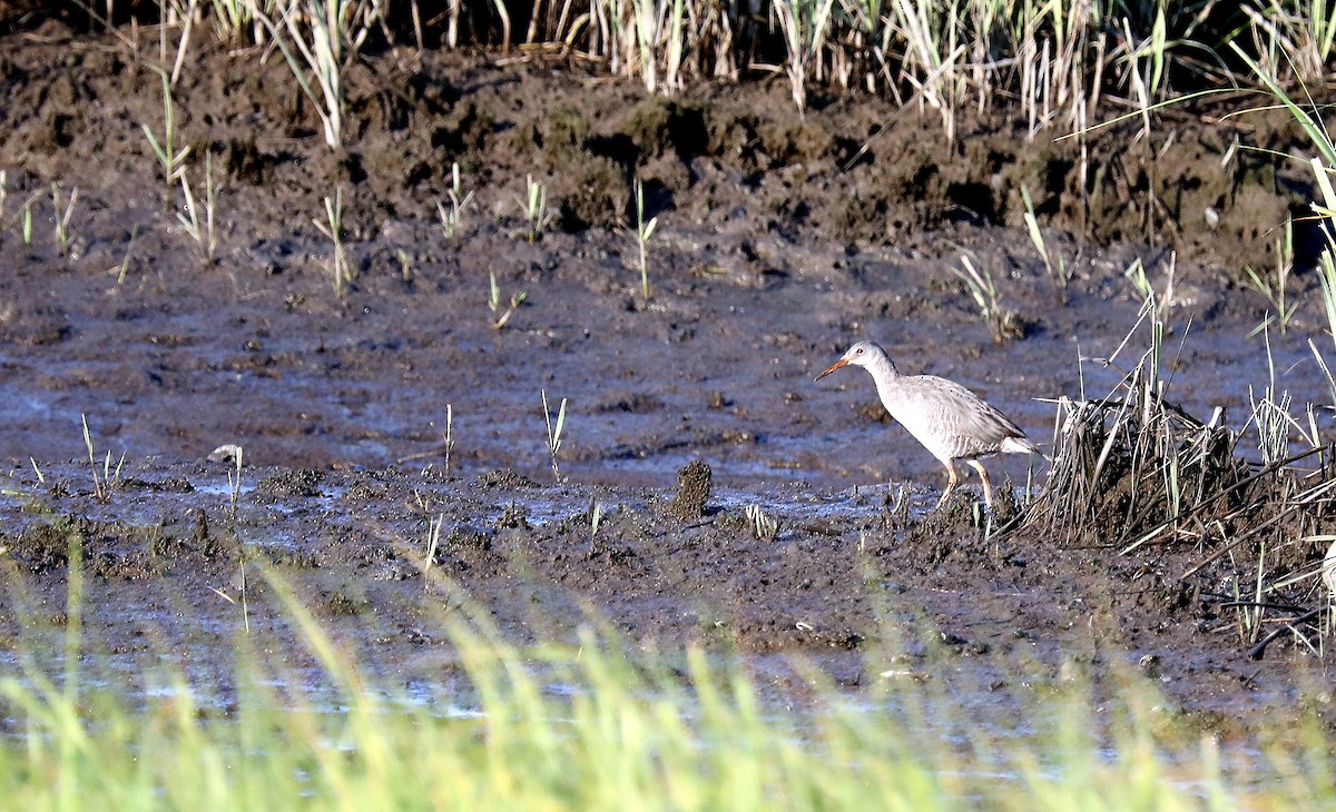 Clapper Rail - ML638463480
