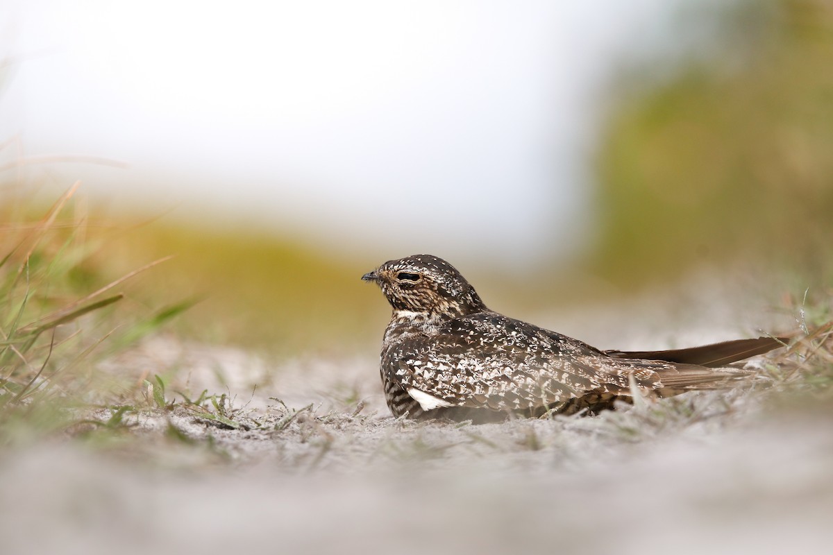 Common Nighthawk - Alex Marine