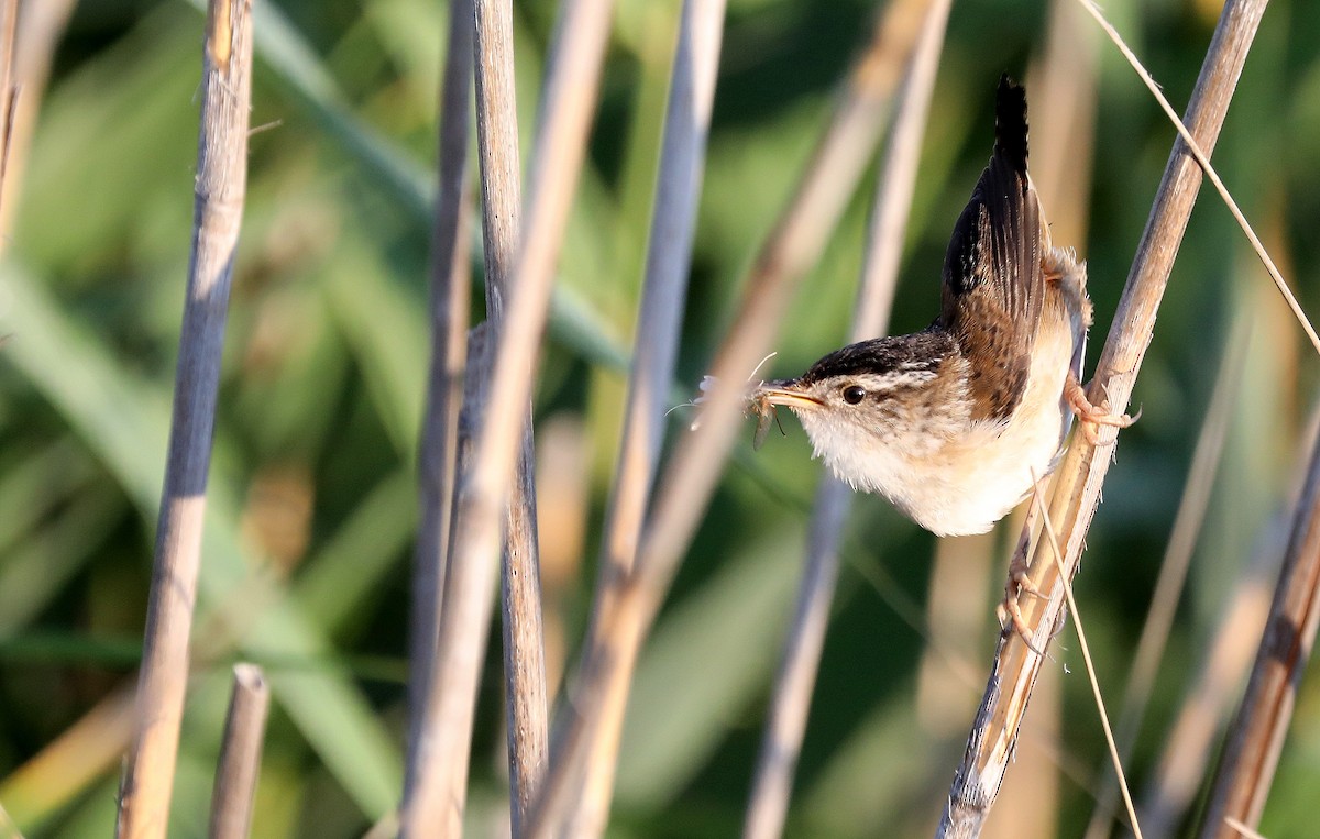 Marsh Wren - ML638463497
