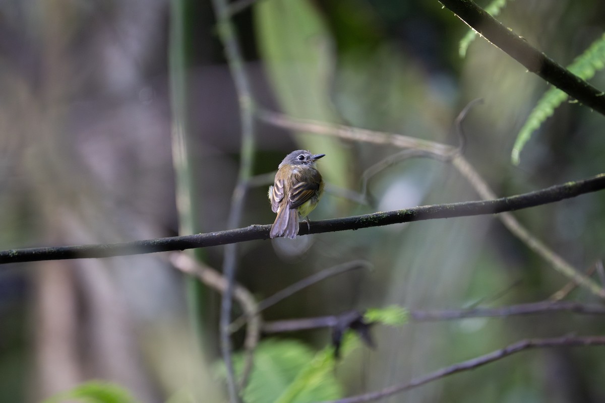 Tawny-chested Flycatcher - ML638463507