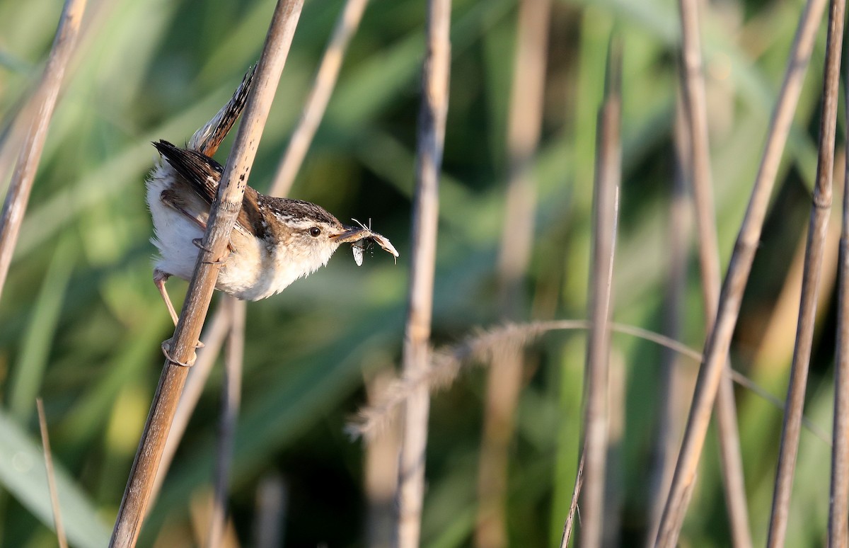 Marsh Wren - ML638463508