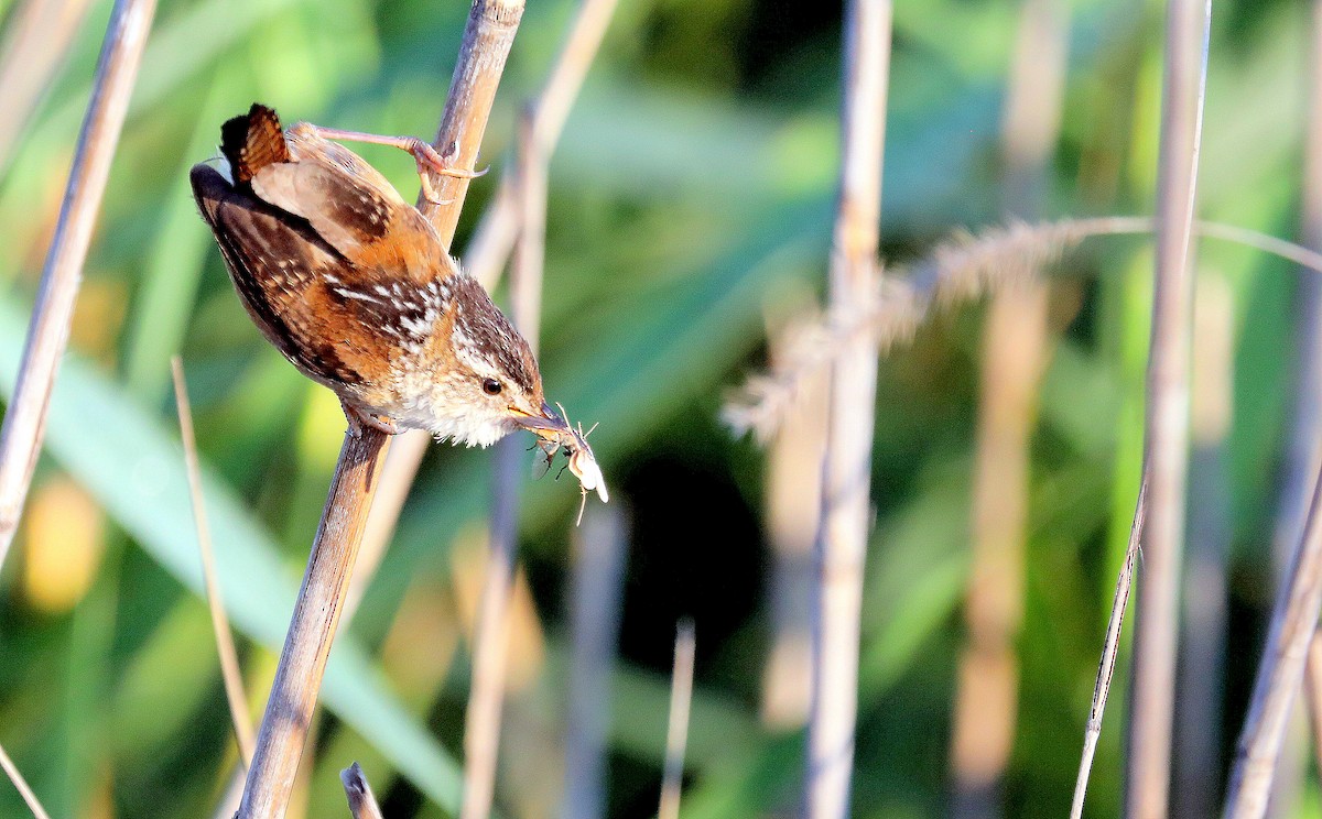 Marsh Wren - ML638463522