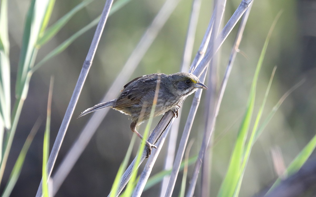 Seaside Sparrow - ML638463543