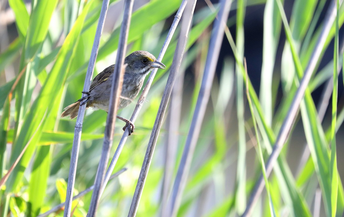 Seaside Sparrow - ML638463563