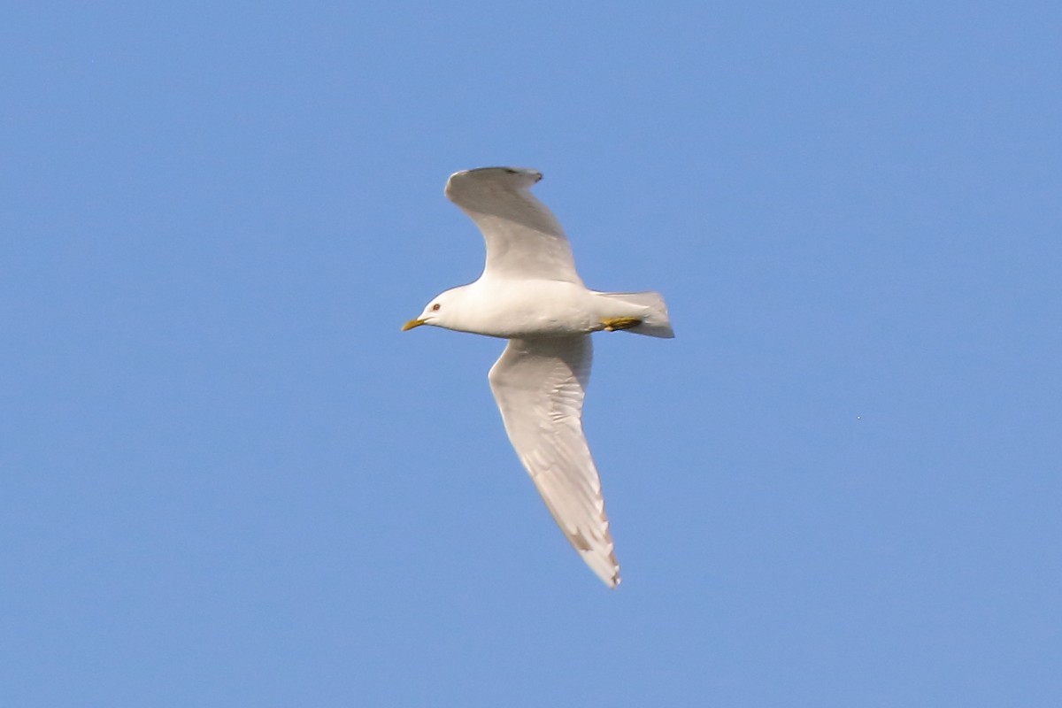 Short-billed Gull - ML638463572