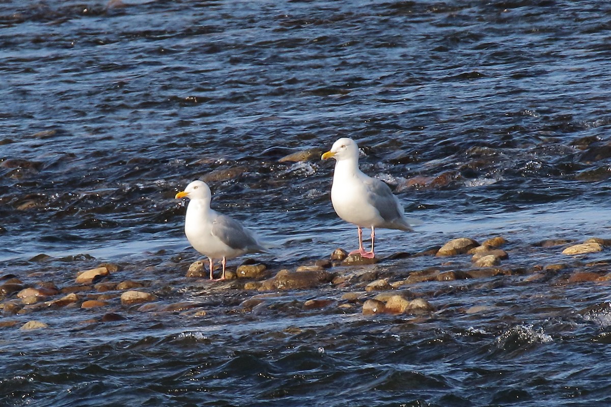 Мөсний цахлай - ML638463578