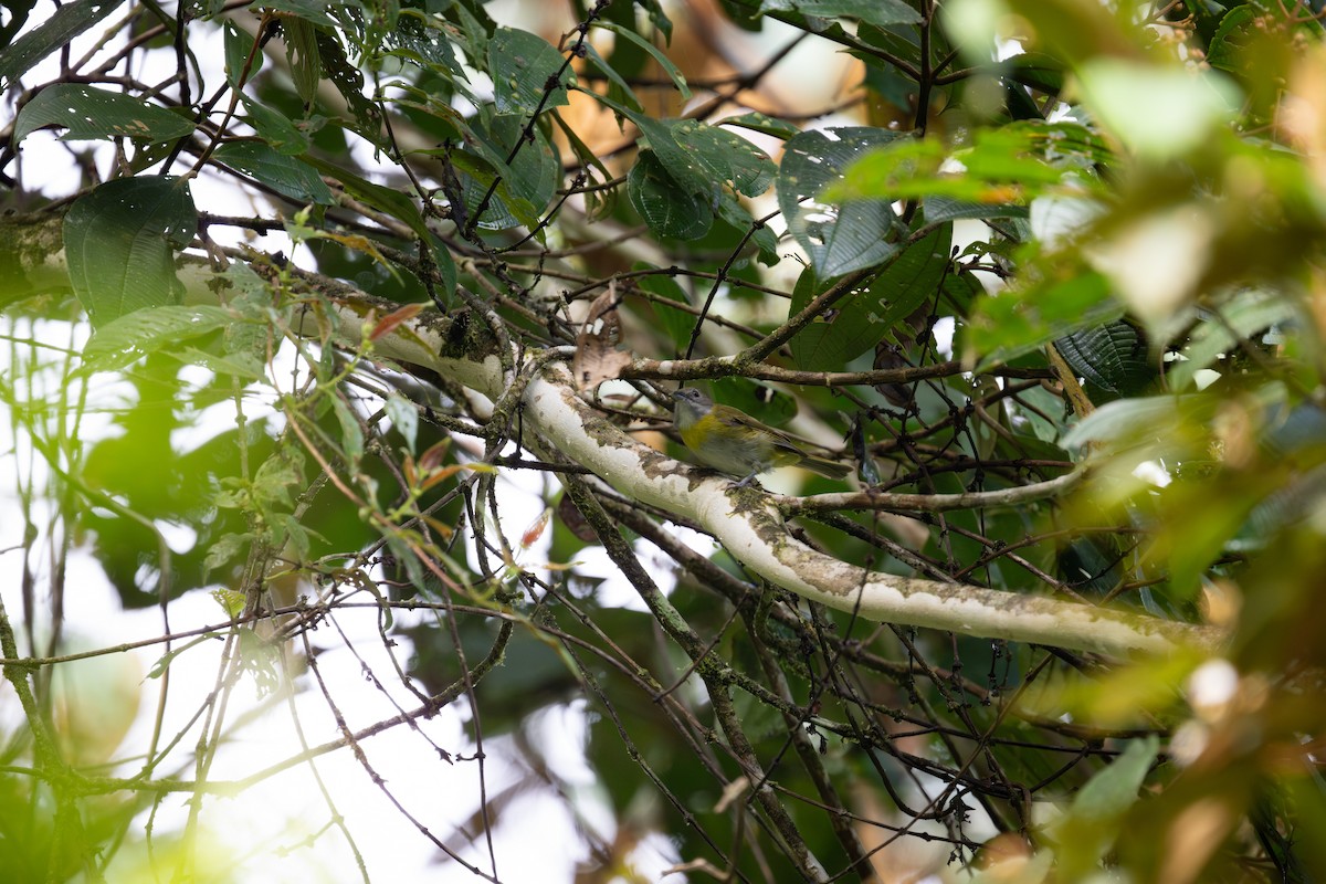 Ashy-throated Chlorospingus - ML638463629
