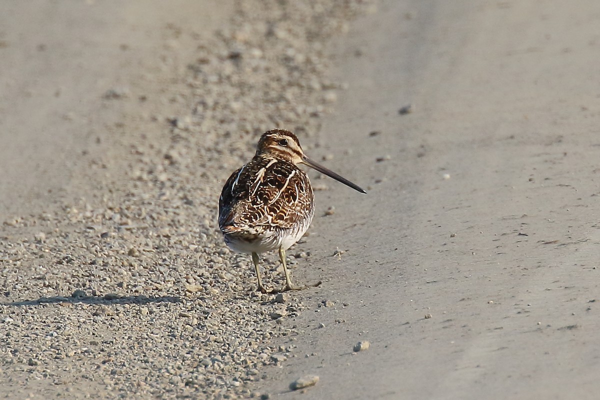 Wilson's Snipe - ML638463656