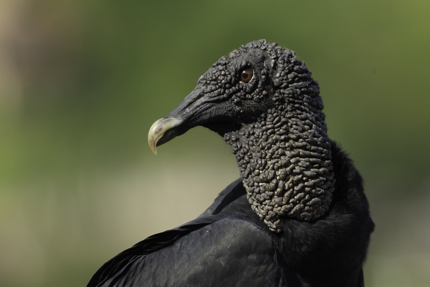 Black Vulture - ML638463664