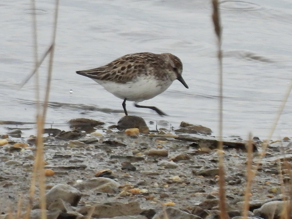Semipalmated Sandpiper - ML638463668