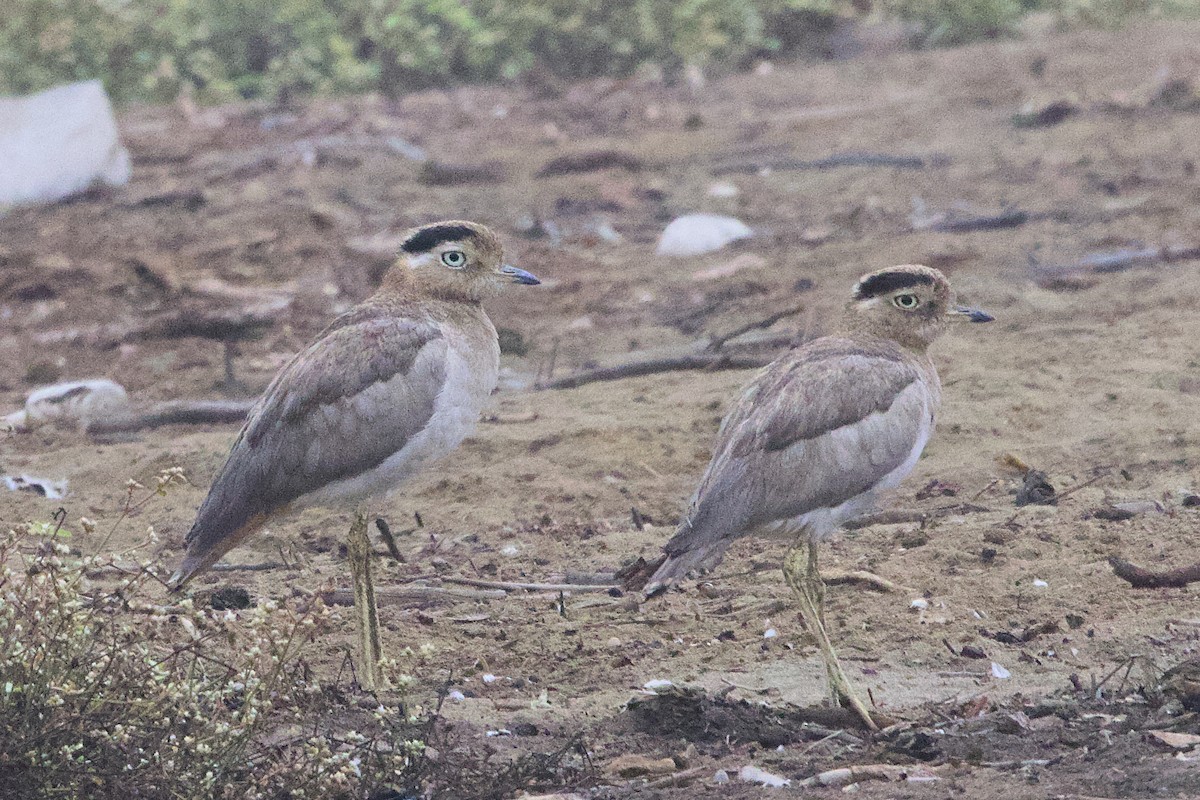 Peruvian Thick-knee - ML638463685