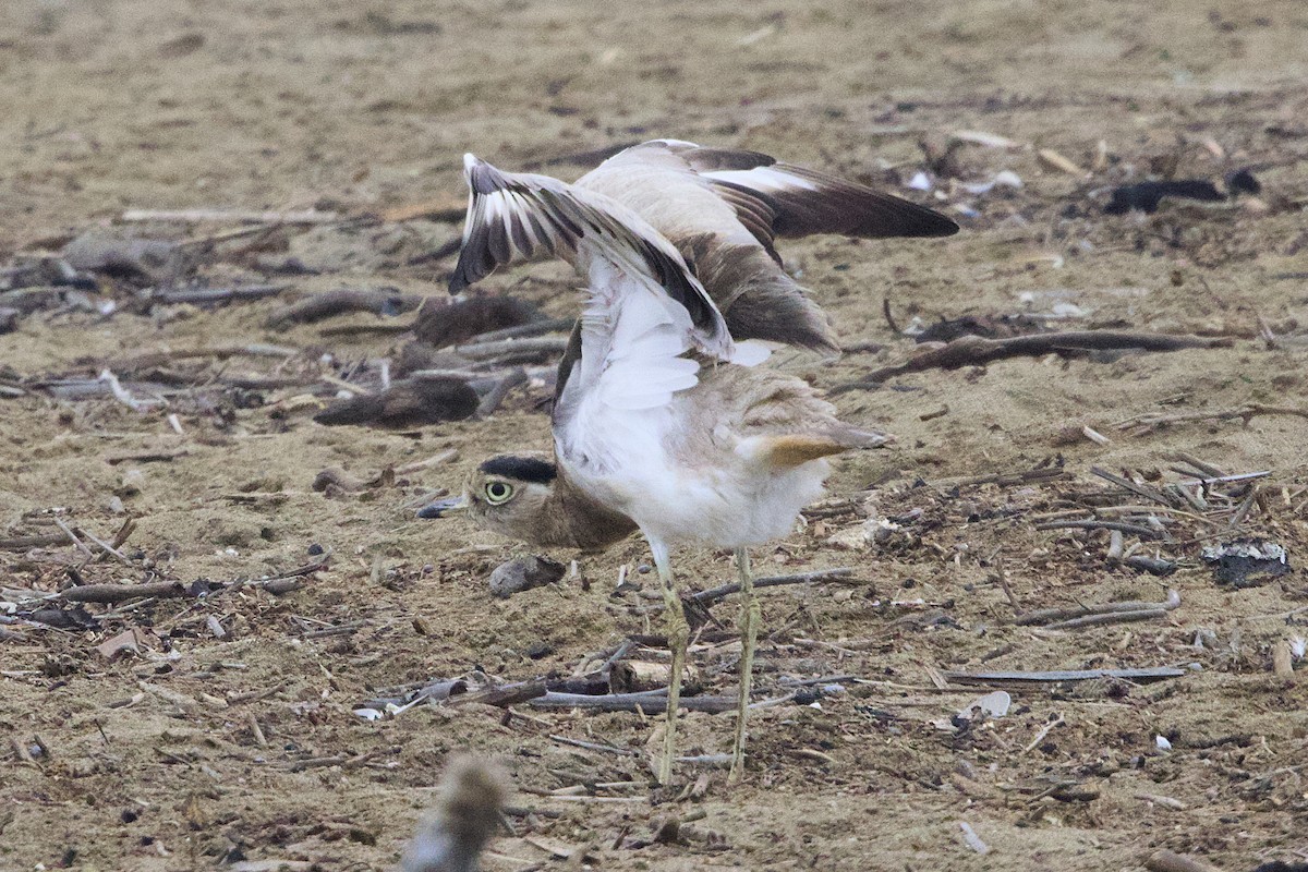 Peruvian Thick-knee - ML638463701