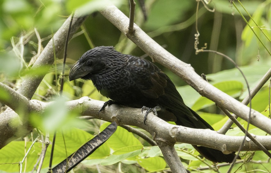 Groove-billed Ani - ML638463755