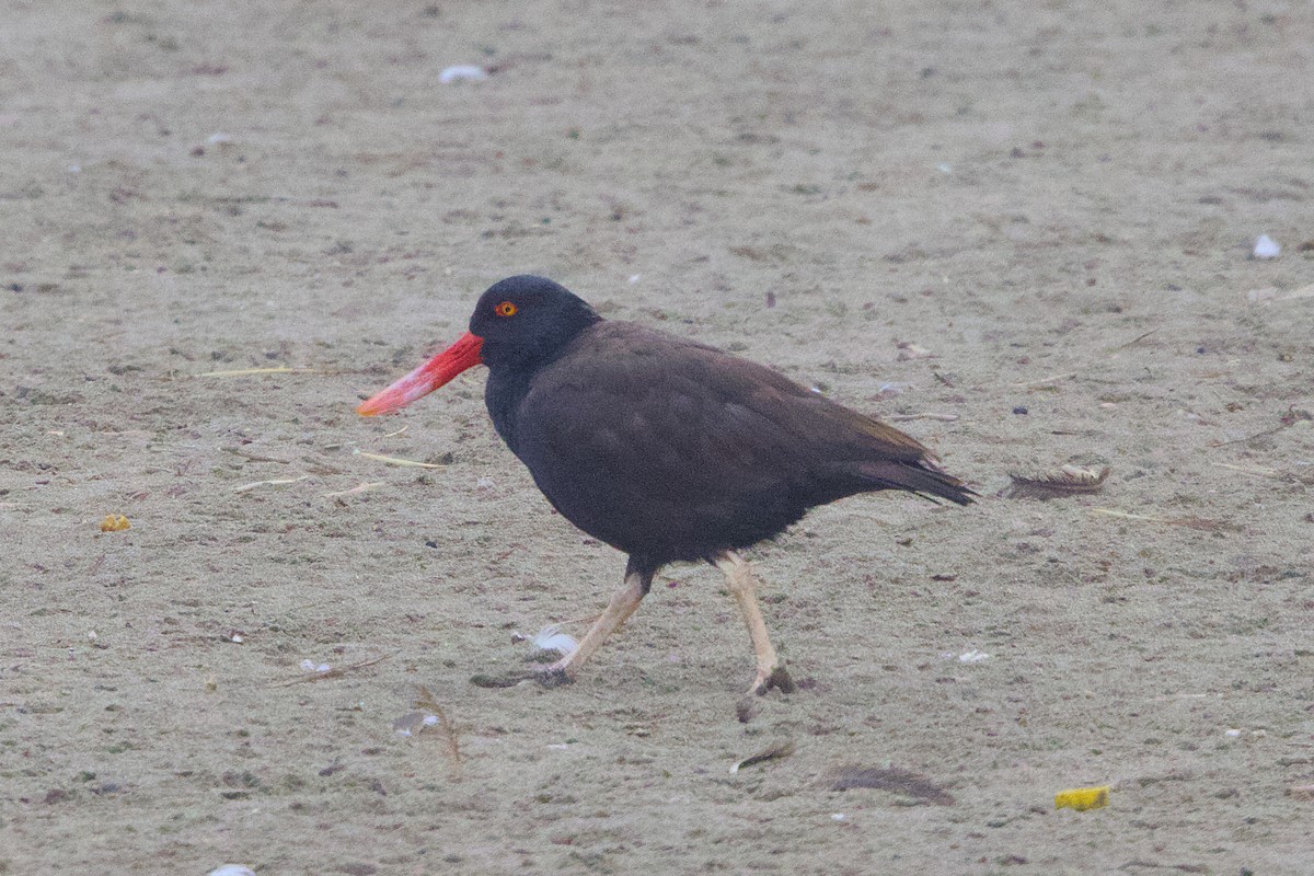 Blackish Oystercatcher - ML638463836