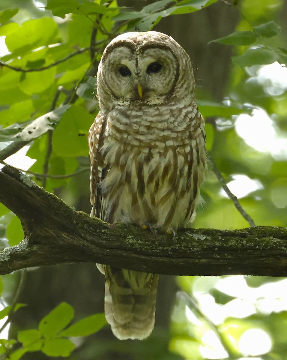Barred Owl - ML638463850
