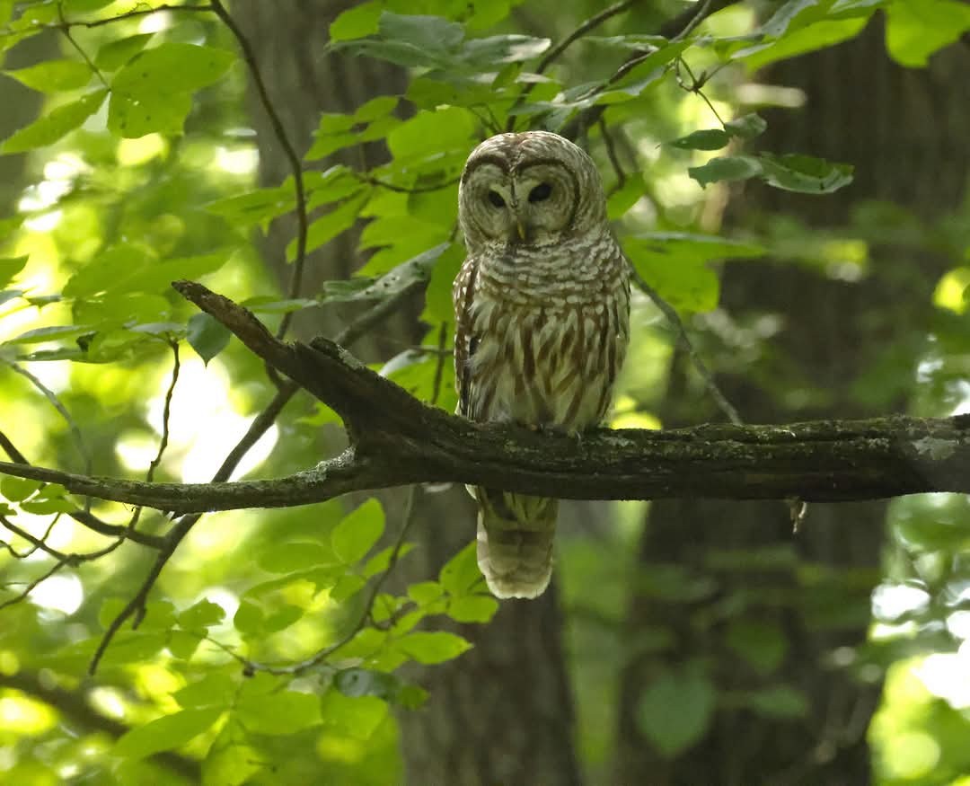 Barred Owl - ML638463857