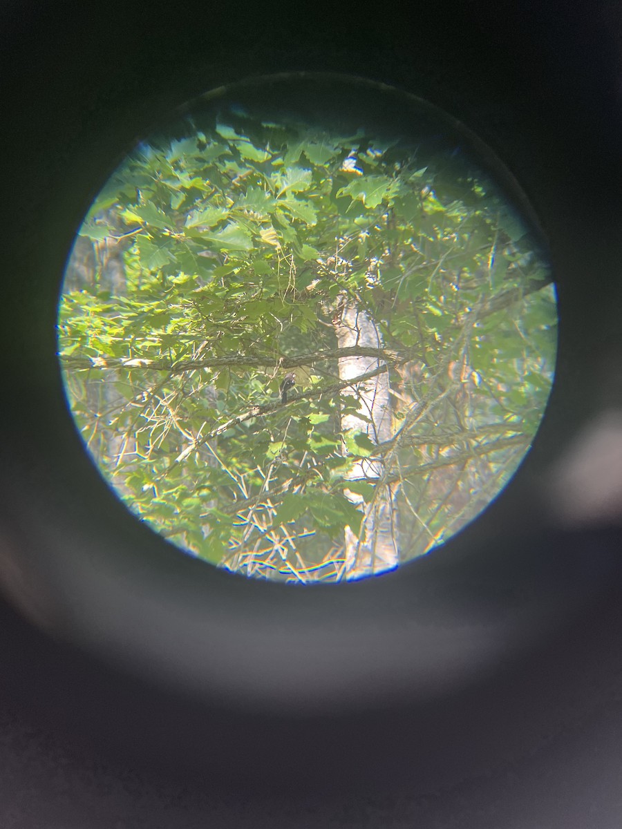 Rose-breasted Grosbeak - ML638463865