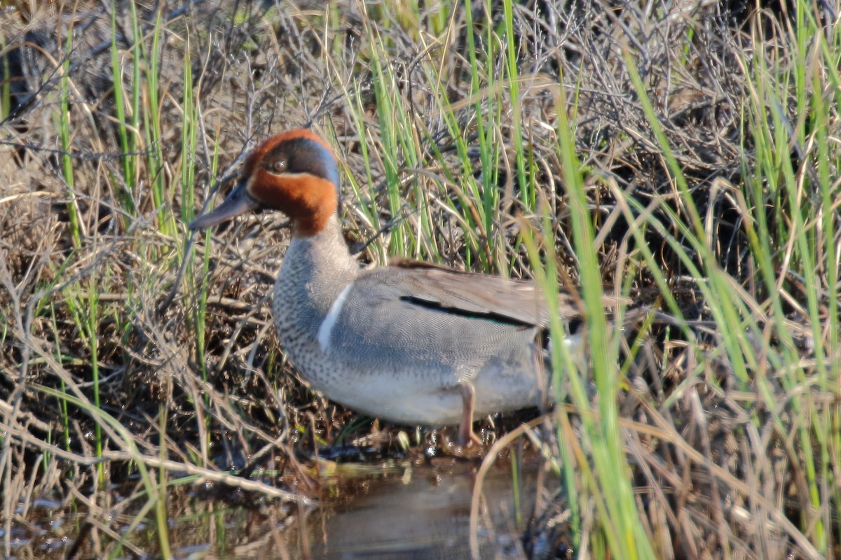Green-winged Teal - ML638463866