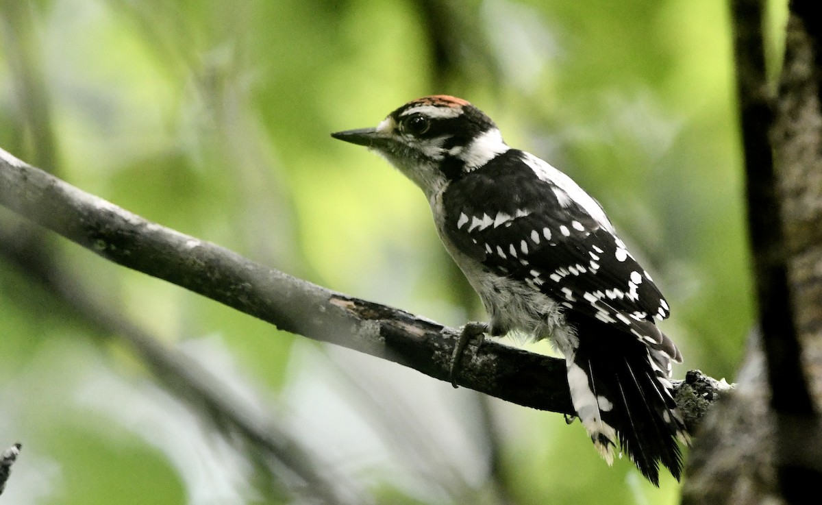 Downy Woodpecker - ML638463872