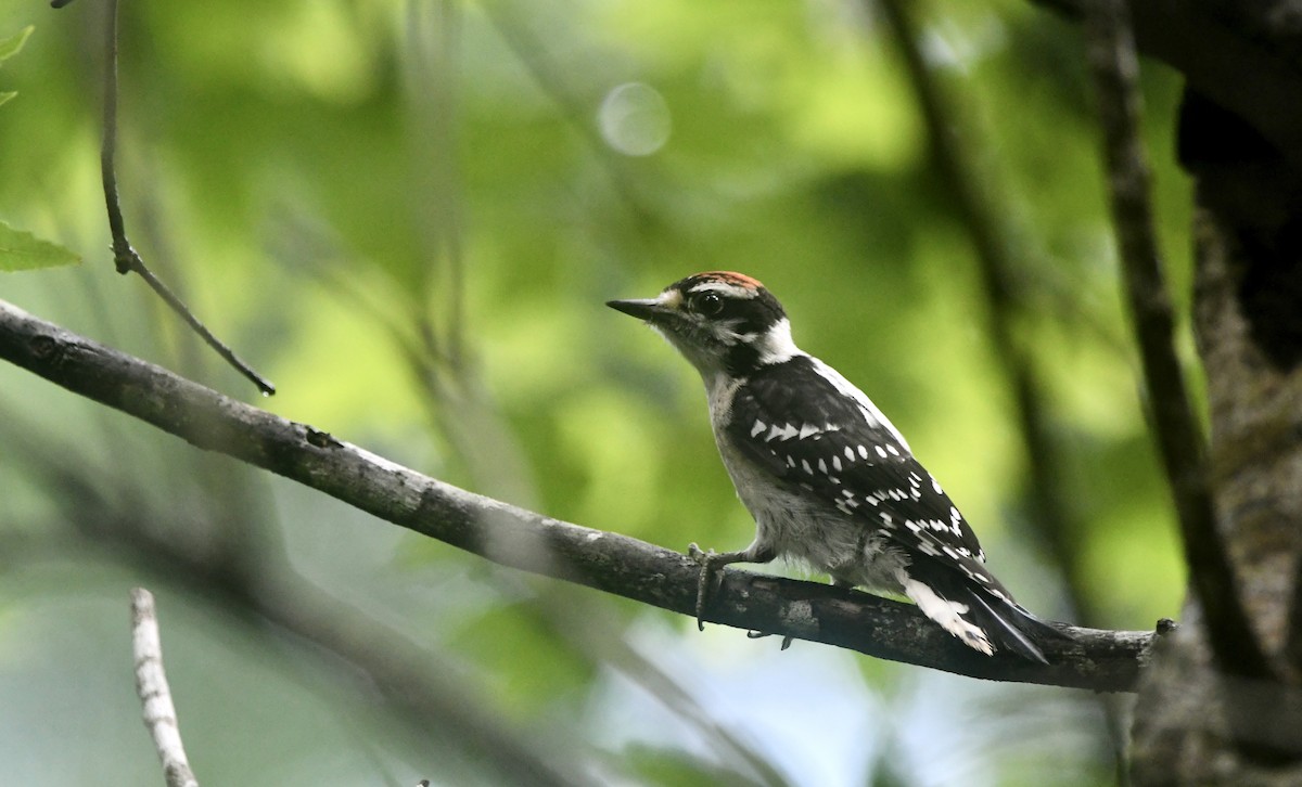 Downy Woodpecker - ML638463881