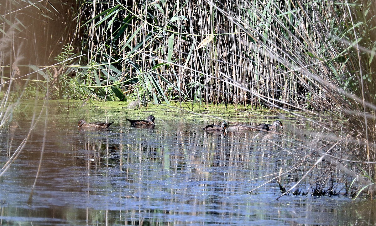 Wood Duck - ML638463887