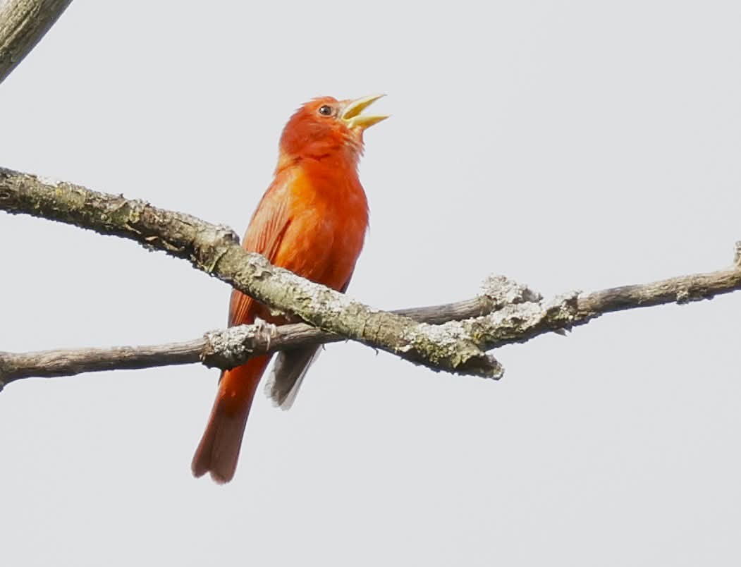 Summer Tanager - ML638463889