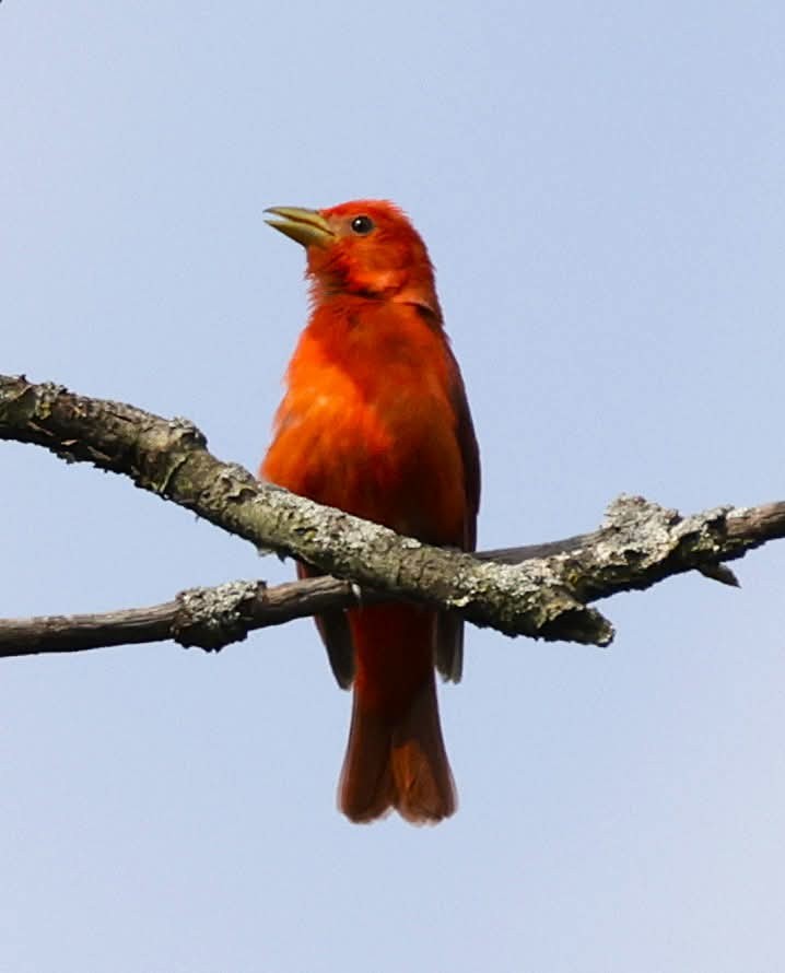 Summer Tanager - ML638463901