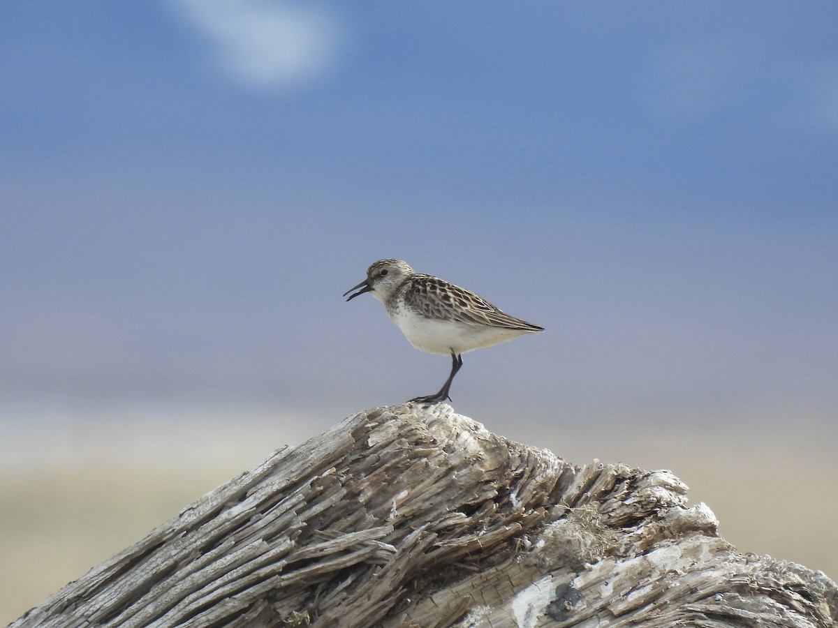 Semipalmated Sandpiper - ML638463910