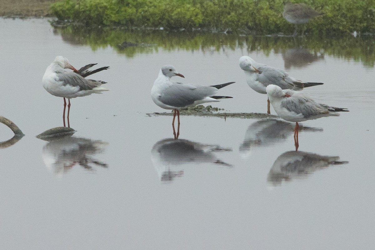 Gray-hooded Gull - ML638463919