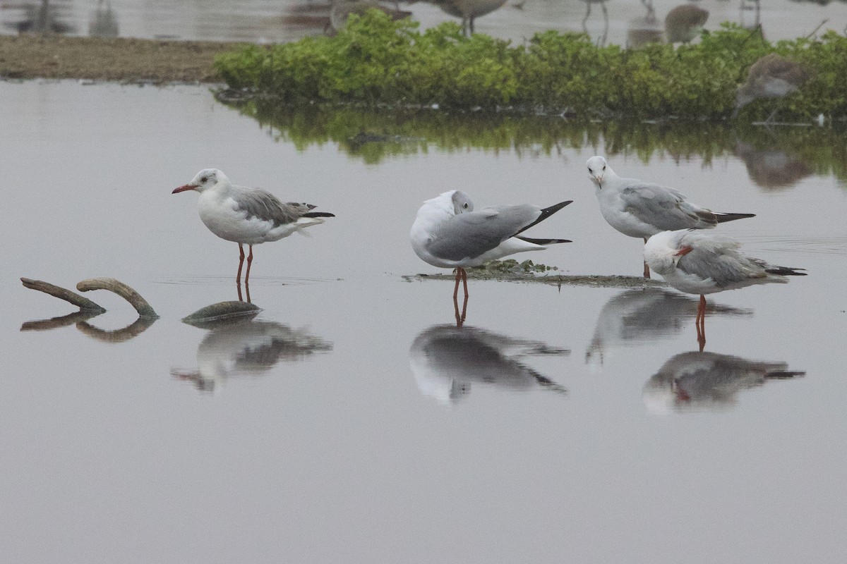 Gray-hooded Gull - ML638463920