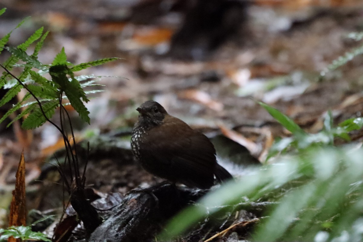Sharp-tailed Streamcreeper - ML638463942