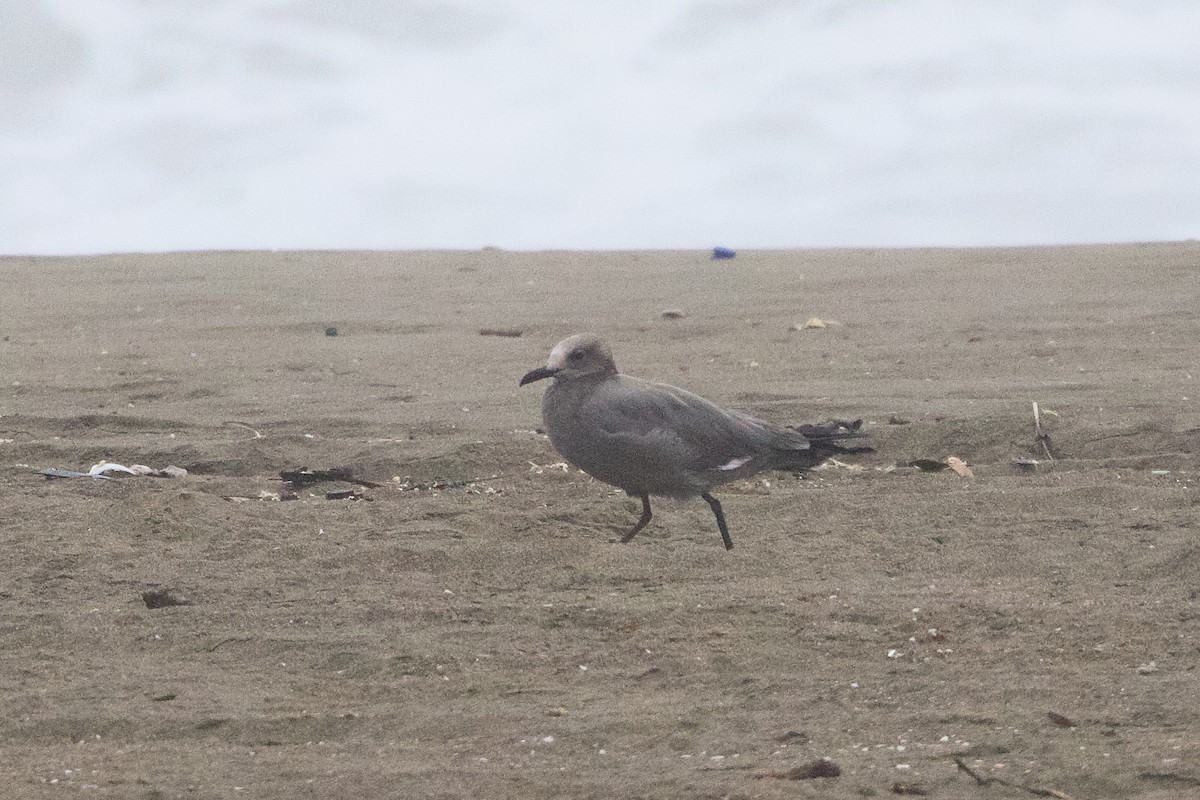Gray Gull - ML638463955