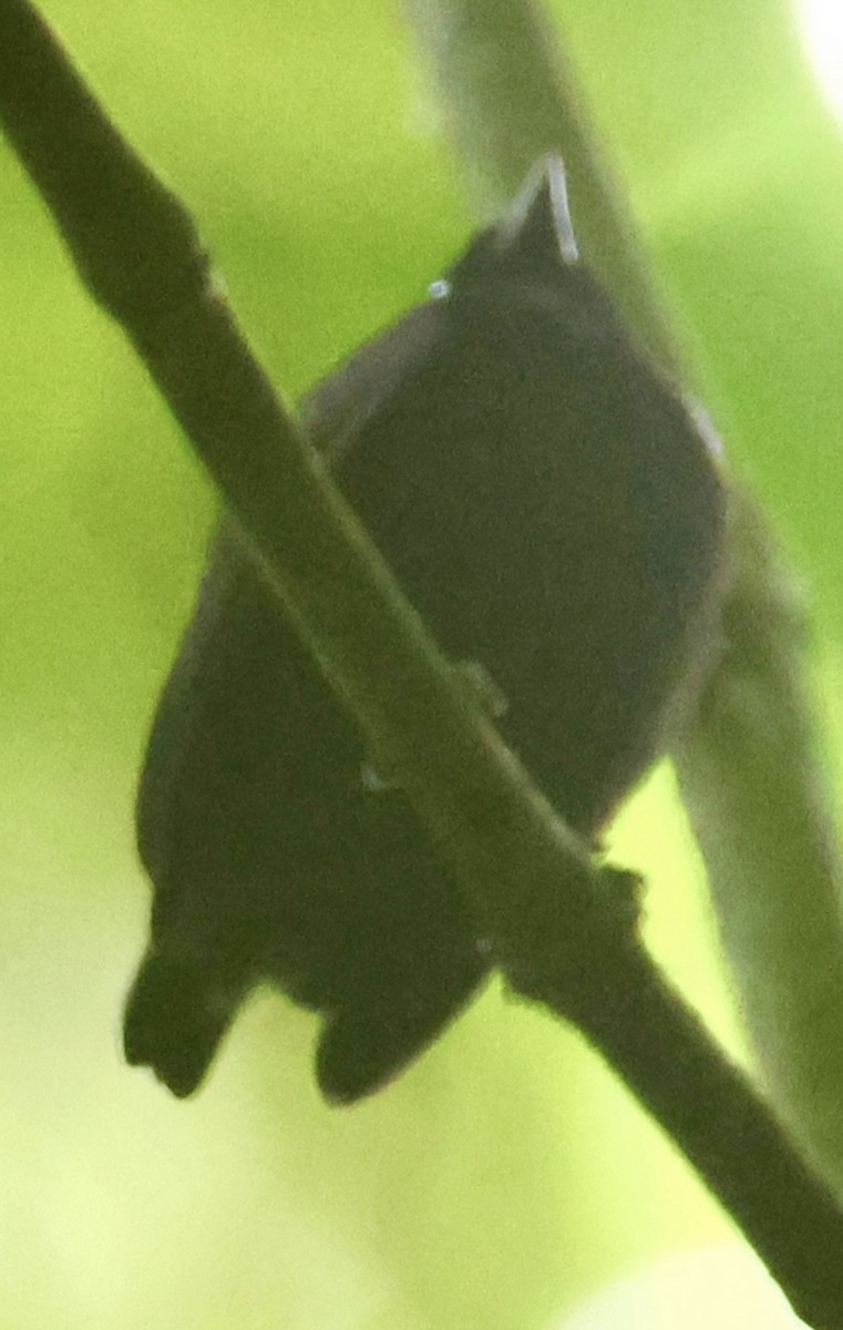 Velvety Manakin - ML638463962