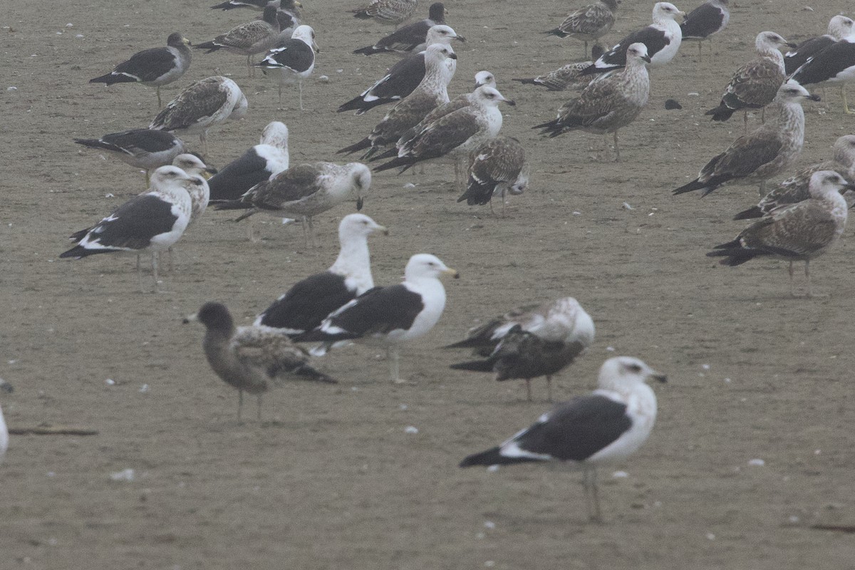 Kelp Gull - ML638463968