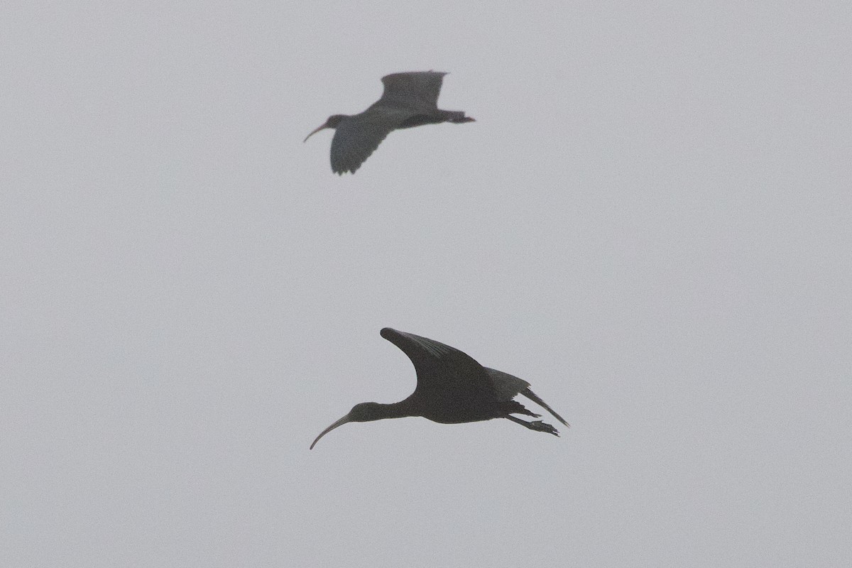 Puna Ibis - ML638463983