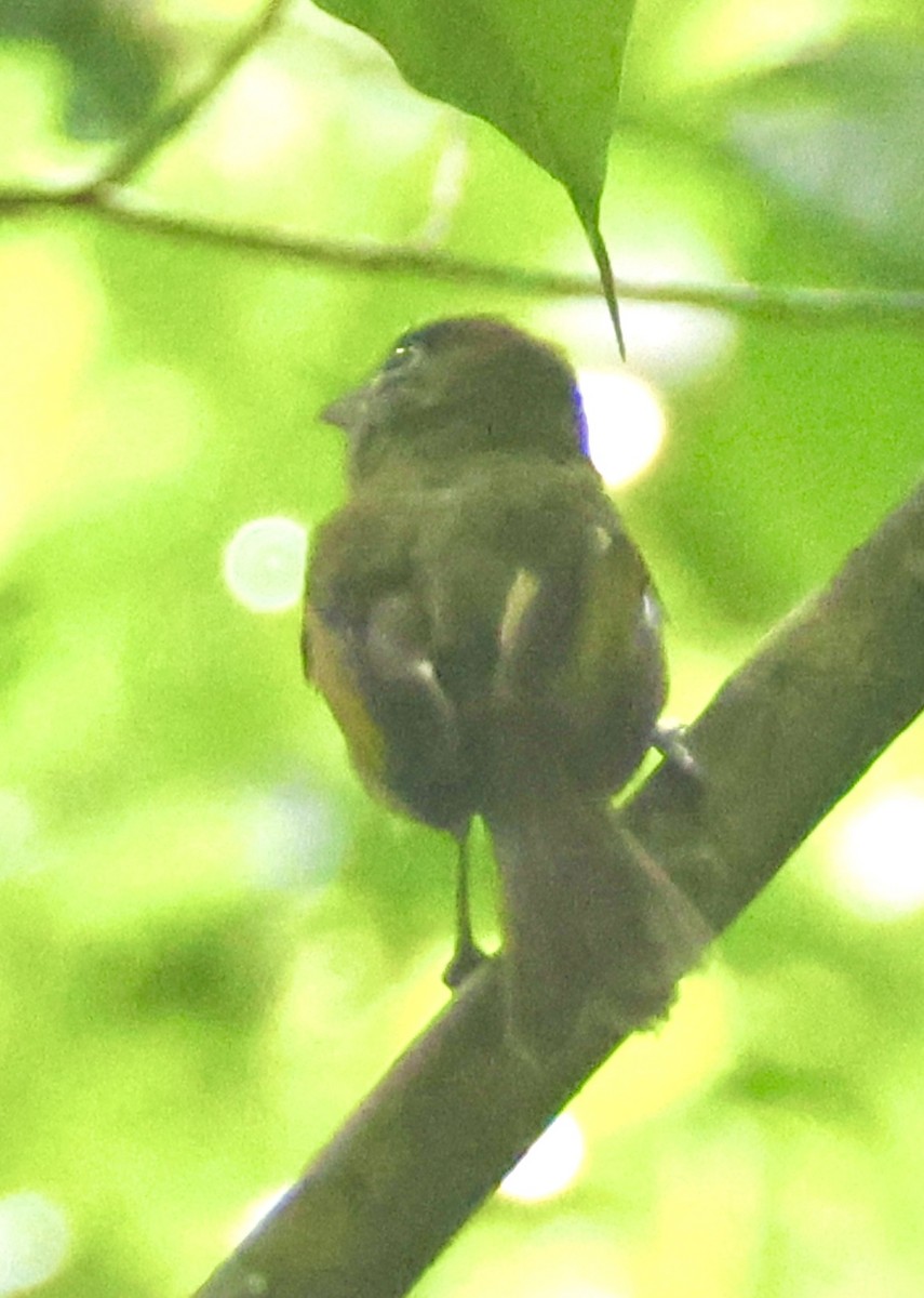 Eye-ringed Flatbill - ML638463989