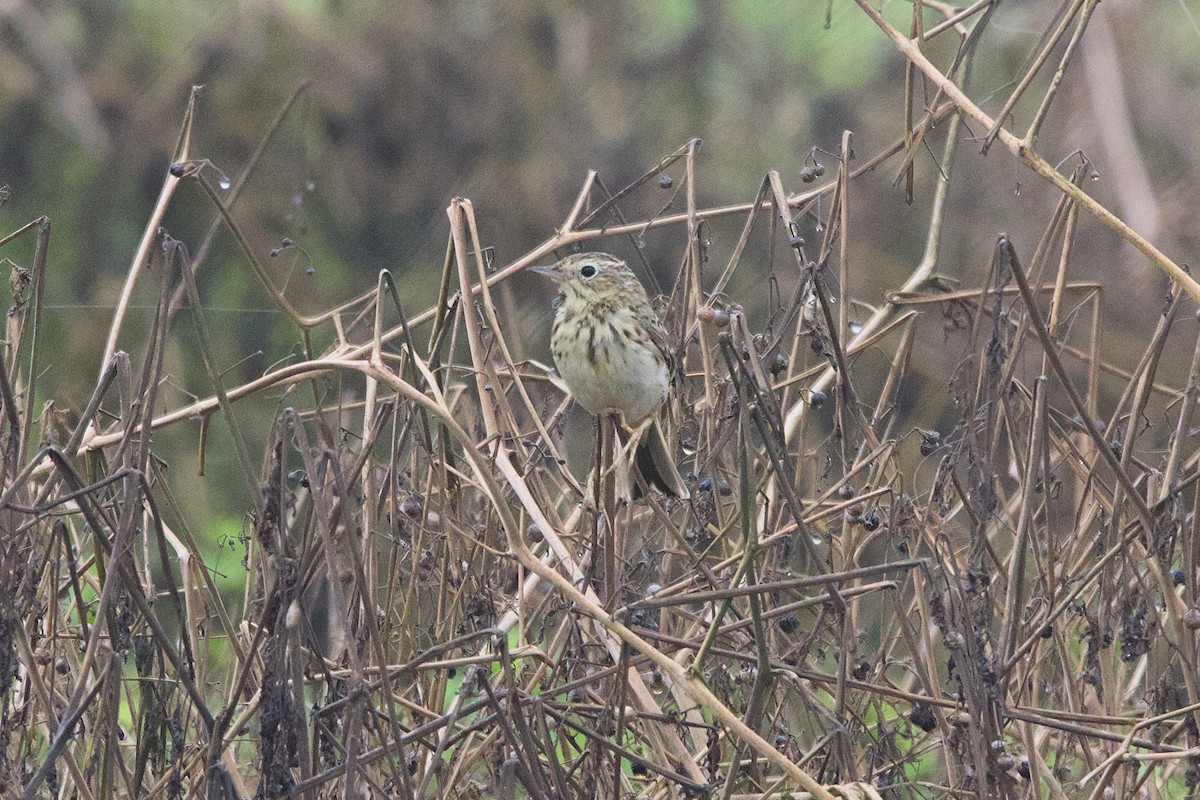 Peruvian Pipit - ML638464014