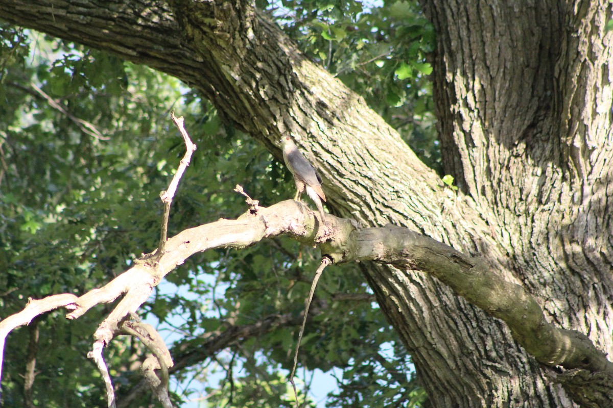 Cooper's Hawk - ML638464124